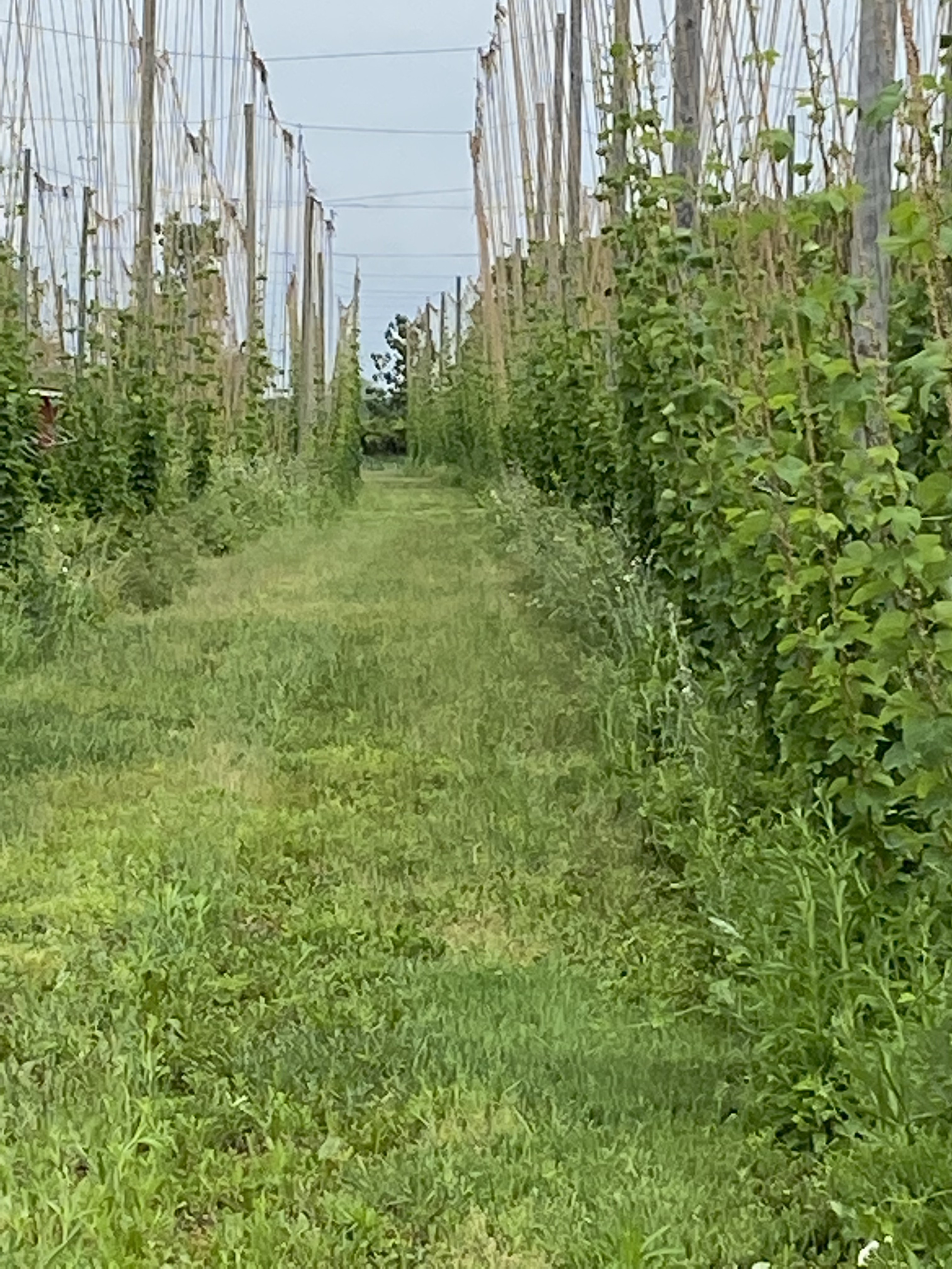 Hops
